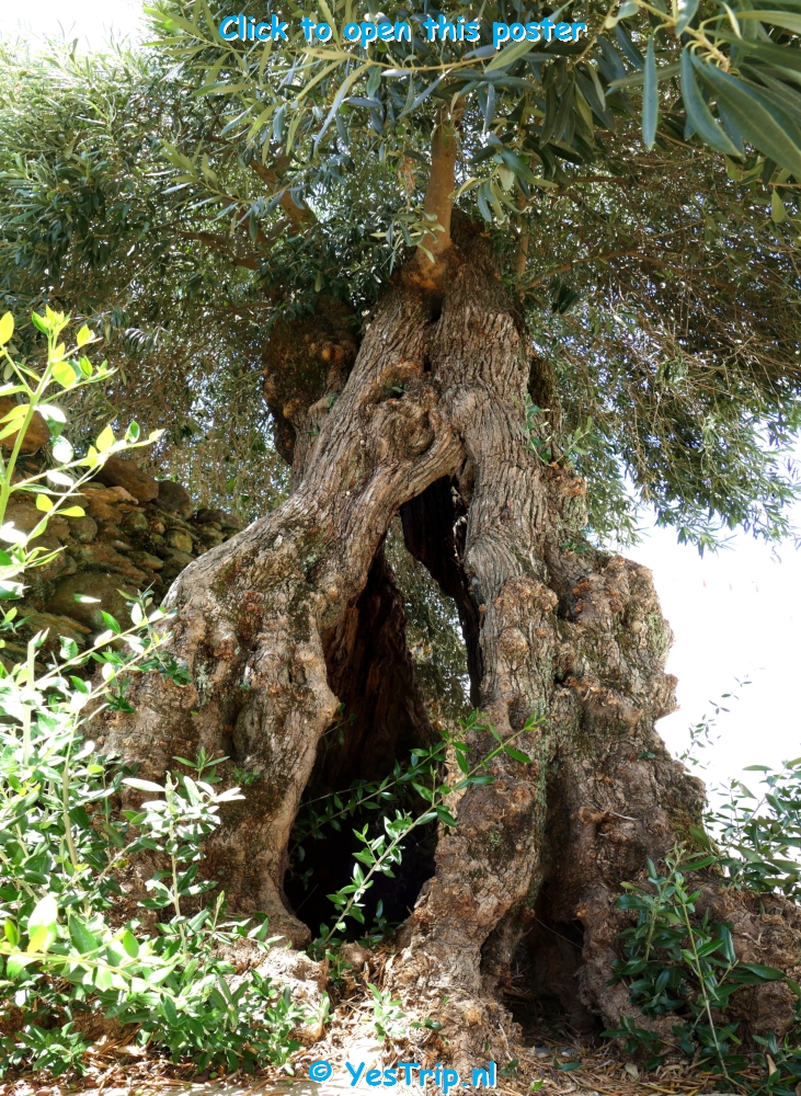 xxx El Alamo, the nature xxx